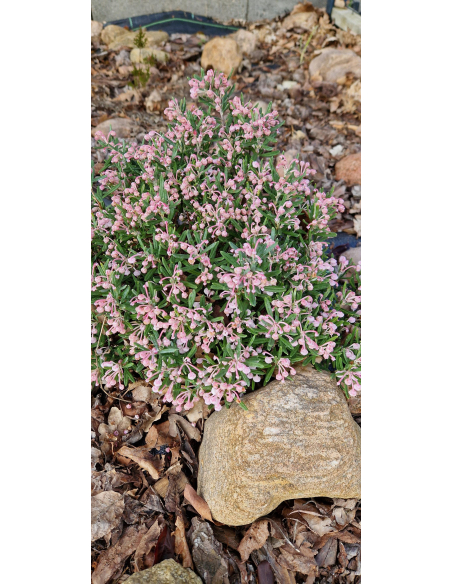 Modrzewnica pospolita 'Blue Ice' - Andromeda polifolia 2L