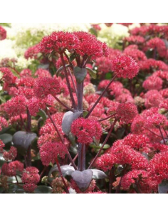 Rozchodnik okazały 'Matrona' - Sedum spectabile  1