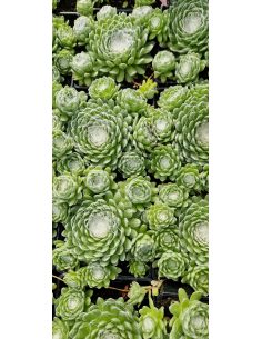 Rojnik pajęczynowaty "Claerchen" P9 - Sempervivum arachnoideum