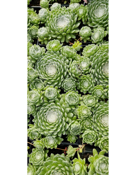 Rojnik pajęczynowaty "Claerchen" P9 - Sempervivum arachnoideum