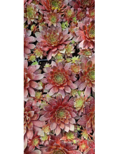 Rojnik ogrodowy 'Draco' - Sempervivum x hybridum P