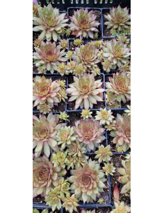 Rojnik ogrodowy 'Red Beauty' - Sempervivum x hybri