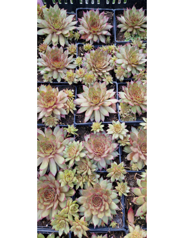 Rojnik ogrodowy 'Red Beauty' - Sempervivum x hybri