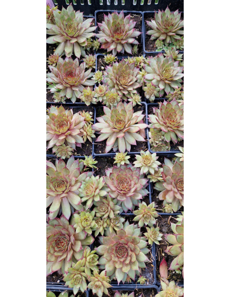 Rojnik ogrodowy 'Red Beauty' - Sempervivum x hybri
