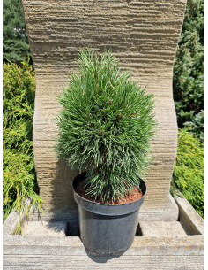 Sosna górska 'Varella' Pinus