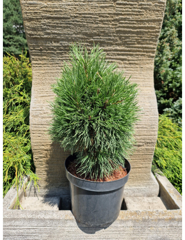 Sosna górska 'Varella' Pinus