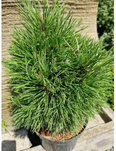 Sosna górska 'Varella' Pinus 2