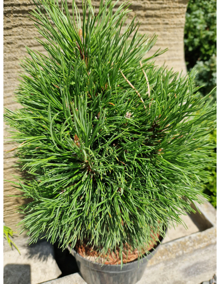 Sosna górska 'Varella' Pinus