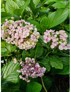 Hortensja ogrodowa 'Ayesha' - Hydrangea