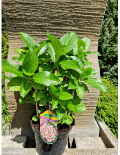 Hortensja ogrodowa 'Ayesha' - Hydrangea 2