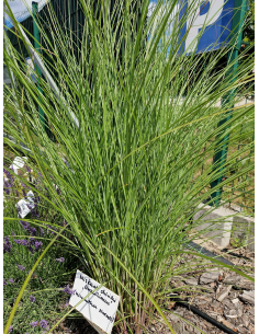 Miskant chiński 'Gracilimus' - Miskant sinensis 3L
