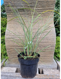Miskant chiński 'Gracilimus' - Miskant sinensis 3L 2