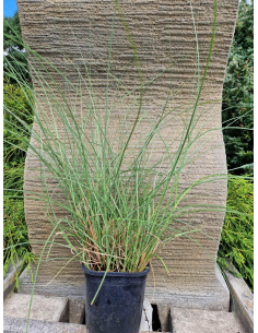 Miskant  'Gracilimus Nana' - Miskant sinensis 2L