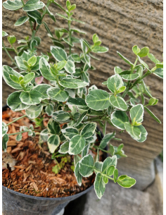 Trzmielina 'Emerald Gaiety' 2L