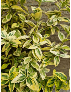 Trzmielina 'Emerald Gold' 2L