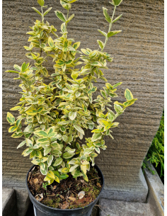 Trzmielina 'Emerald Gold' 2L 2