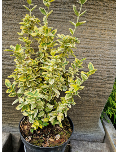 Trzmielina 'Emerald Gold' 2L