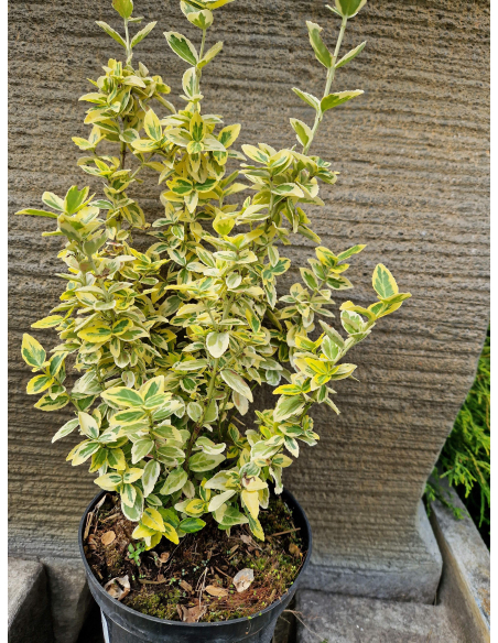 Trzmielina 'Emerald Gold' 2L
