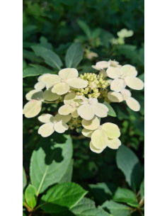 Hortensja bukietowa 'Polestar' 3L