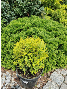 Żywotnik zachodni 'Mirjam' - thuja tuja