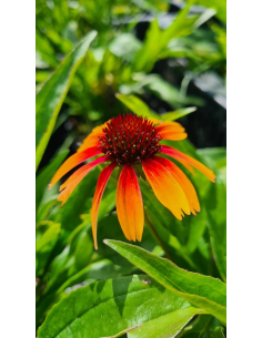 Jeżówka purpurowa 'Sombrero Special Yellow Red' 2L