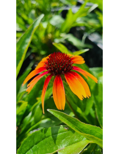 Jeżówka purpurowa 'Sombrero Special Yellow Red' 2L