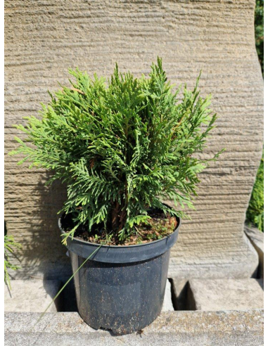 Żywotnik zachodni 'Danica' - Thuja 2L
