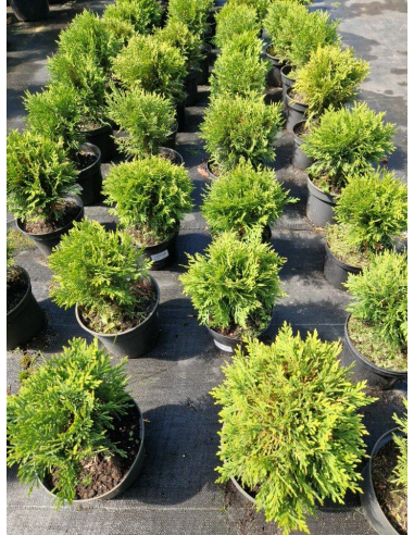 Żywotnik zachodni 'Danica' - Thuja