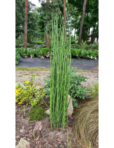 Skrzyp zimowy 'Robustum' - Equisetum hyemale