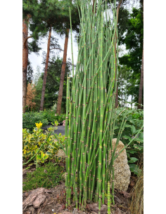 Skrzyp zimowy 'Robustum' - Equisetum hyemale 2