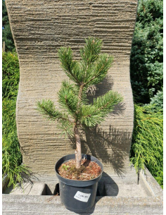 Sosna górska 'Gnom' - Pinus 2