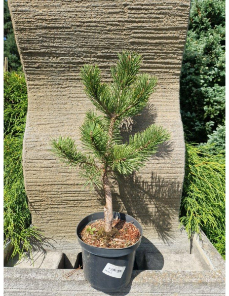 Sosna górska 'Gnom' - Pinus