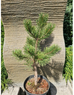 Sosna górska 'Gnom' - Pinus