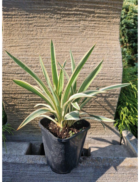 Jukka zwisająca 'Ivory Tower'- Yucca