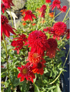 Jeżówka 'Hot Papaya' - Echinacea 1L