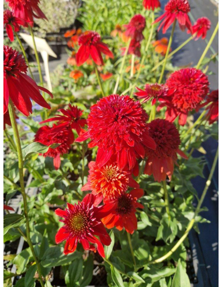 Jeżówka 'Hot Papaya' - Echinacea 1L