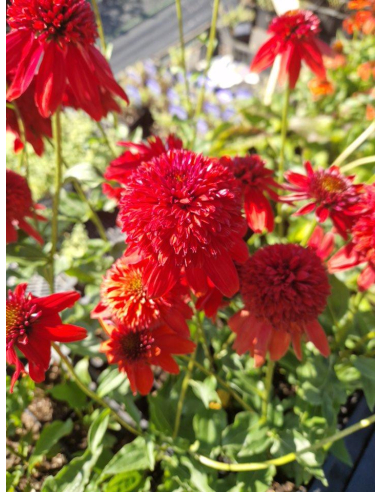 Jeżówka 'Hot Papaya' - Echinacea 1L