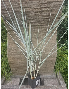 Wydmuchrzyca 'Blue Dune' – Leymus arenarius P9 | Niebieska trawa ozdobna