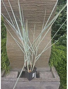 Wydmuchrzyca 'Blue Dune' – Leymus arenarius P9 | Niebieska trawa ozdobna 2