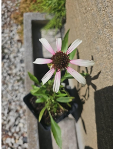 Jeżówka purpurowa' Pink Tip'-  Echinacea 1L