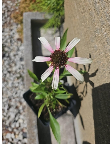 Jeżówka purpurowa' Pink Tip'-  Echinacea 1L