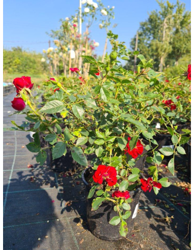 Róża okrywowa 'Rote Thr Fairy'