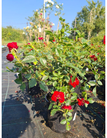Róża okrywowa 'Rote Thr Fairy'