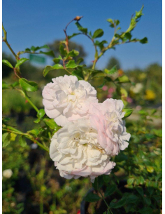 Róża okrywowa 'White Fairy'