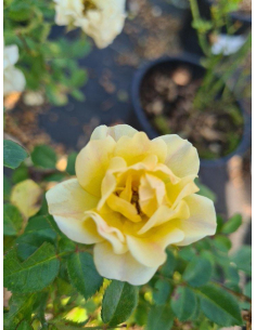 Róża okrywowa 'Yellow Fairy'