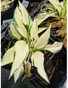 Funkia 'Fire And Ice' - Hosta 2