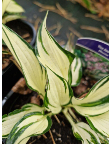 Funkia 'Fire And Ice' - Hosta