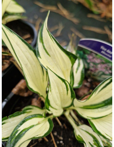 Funkia 'Fire And Ice' - Hosta