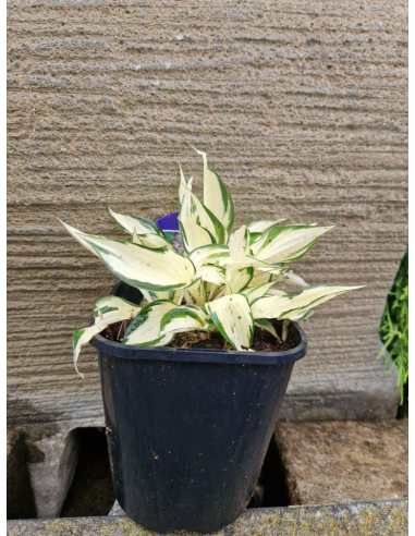 Funkia 'Fire And Ice' - Hosta