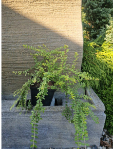 Suchodrzew mirtolistny  'Baggesen Gold'- Lonicera